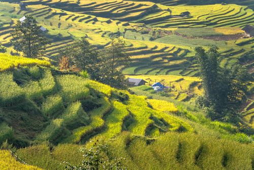 Free Discover the serene beauty of lush green rice terraces under the warm sun. Stock Photo