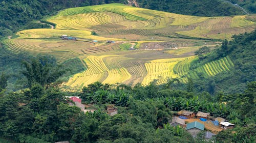 Rice Terraces and Green Trees on Mountain Slopes