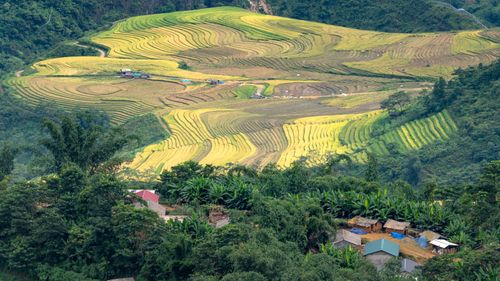 Free Vibrant rice terraces in scenic countryside with green hills and small houses. Stock Photo