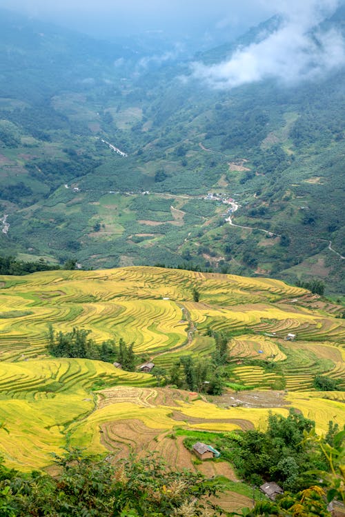 Rice Terraces on Mountain