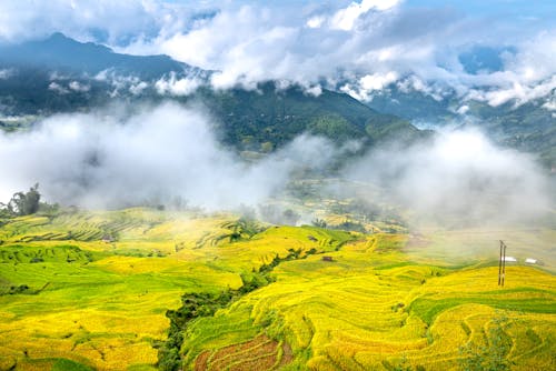 Fog Over Green Rice Terraces