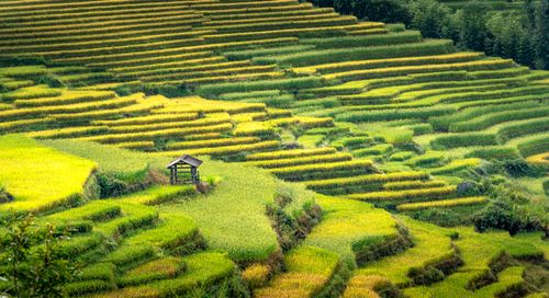 Free A breathtaking view of lush green rice terraces with a traditional hut in the countryside. Stock Photo