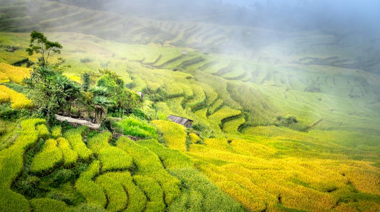 Lush Tree Patch In Rice Paddies