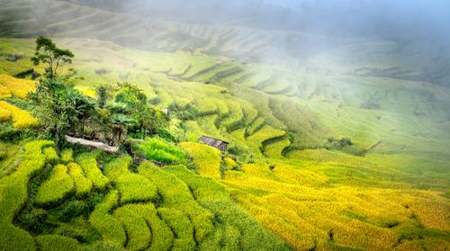Free Aerial view of vibrant green terraced rice fields enveloped in fog, creating a serene countryside landscape. Stock Photo
