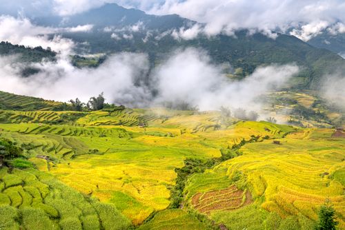 Free Scenic view of verdant rice terraces under a misty sky in mountainous terrain. Serene and picturesque. Stock Photo