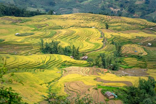 Free Aerial view of vibrant rice terraces showcasing agricultural beauty. Stock Photo