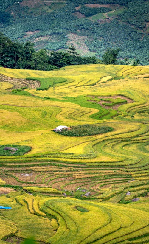 Fotos de stock gratuitas de agricultura, campos en terrazas, colina