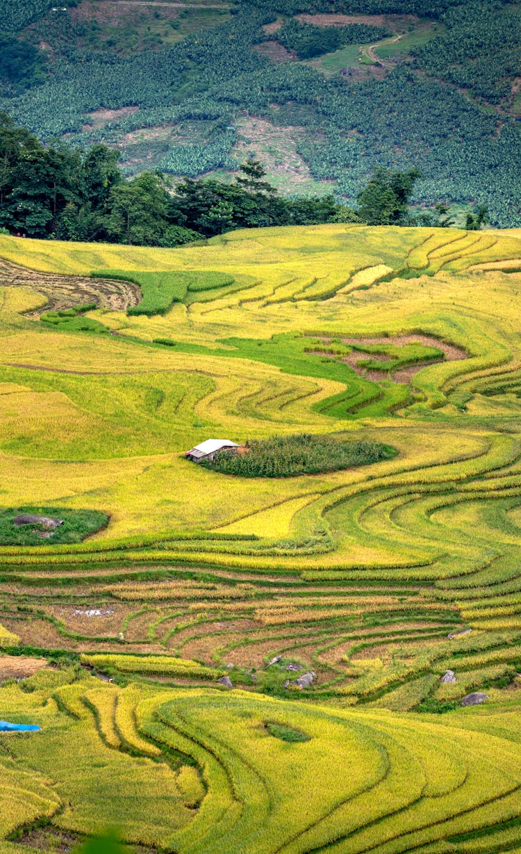 View Of Green Terraced Fields