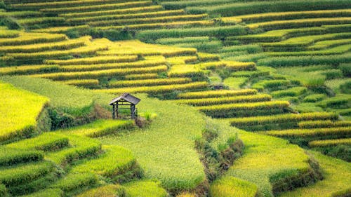 High Angle View of Terraced Rice Paddy