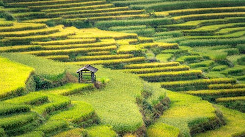 Gratis stockfoto met heuvel, hoge hoekmening, landbouw