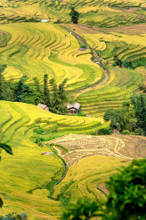 Free Aerial view of lush, vibrant rice terraces in a countryside valley, showcasing agricultural beauty. Stock Photo