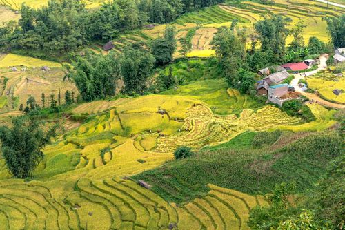 Free Beautiful aerial shot of vibrant rice terraces and small village in a rural setting, surrounded by lush greenery. Stock Photo