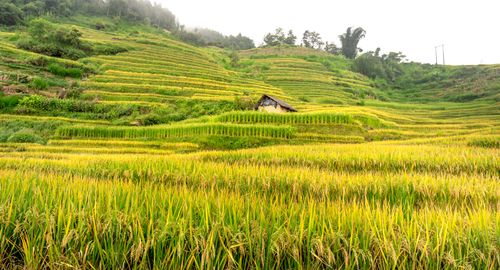 Free Vibrant terraced rice fields with a solitary cottage amidst rolling hills. Stock Photo