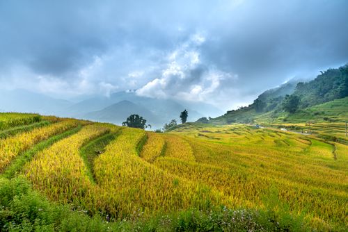 Free Scenic view of terraced rice fields under a moody sky, perfect for agricultural themes. Stock Photo
