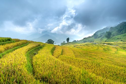Free Lush green terraced paddy fields stretch across rolling hills under a cloudy sky. Stock Photo