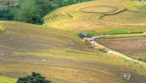 Dirt Road Running through Rural Fields