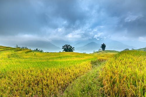 Rice Field Under a Cloudy Sky