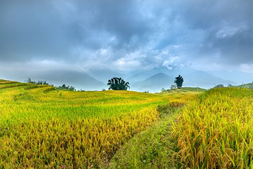 Free Scenic view of terraced rice fields with dramatic clouds enveloping distant mountains, capturing rural tranquility. Stock Photo
