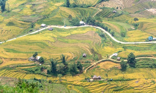 Drone Shot of Houses on Rice Fields