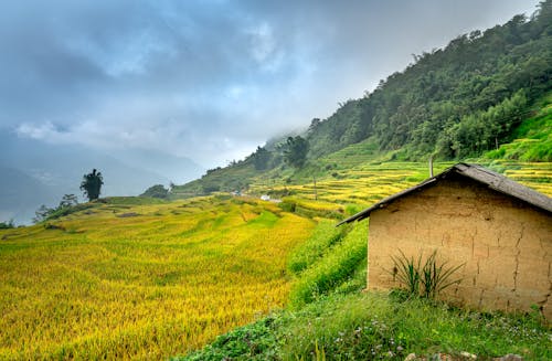 Clay Hut in Rice Field