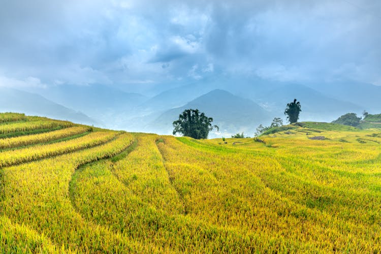 Rice Growing In Paddies On Hill Side