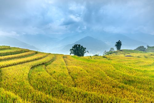Free Vivid green rice terraces stretch across a hilly landscape with misty mountains in the distance under a cloudy sky. Stock Photo