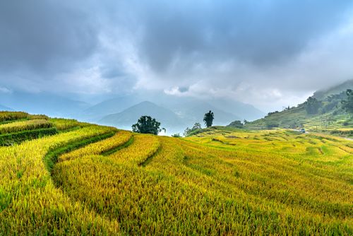 Free Scenic view of vibrant rice terraces against misty mountains, showcasing rural agricultural beauty. Stock Photo