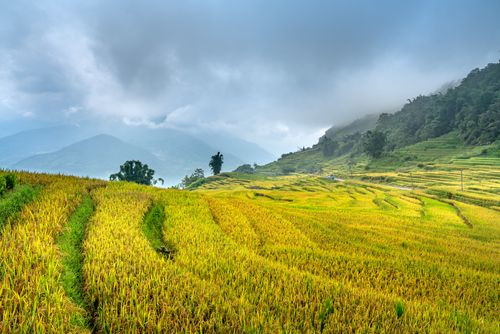 Free Beautiful rice terraces stretch across the landscape with clouds in the sky. Stock Photo