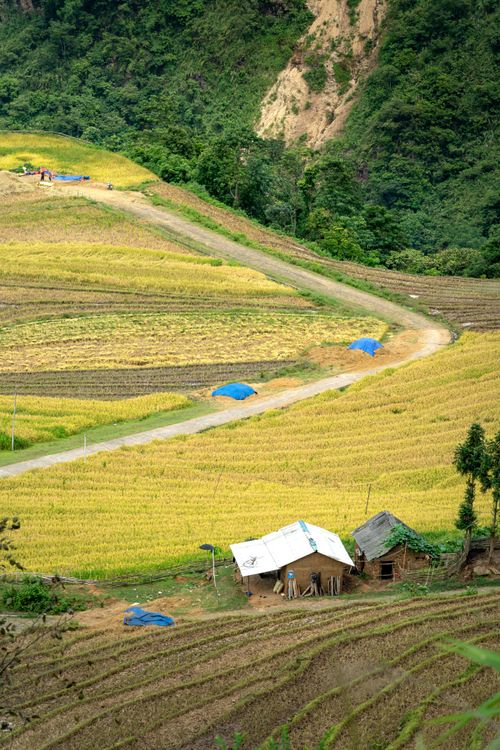 Free A high-angle shot of lush rice paddies and a rural house, surrounded by greenery and mountains. Stock Photo