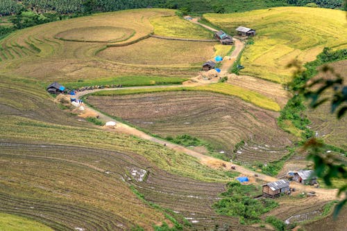 Foto profissional grátis de agricultura, arrozais, casas