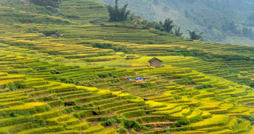 Green Rice Paddies on Mountainside