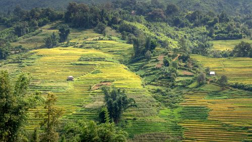 Free Scenic view of green rice terraces on a hillside, showcasing natural beauty and agricultural landscapes. Stock Photo