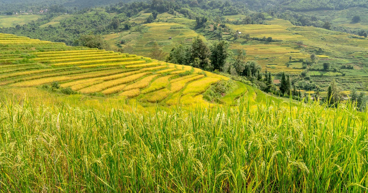 Photo of Rice Terraces