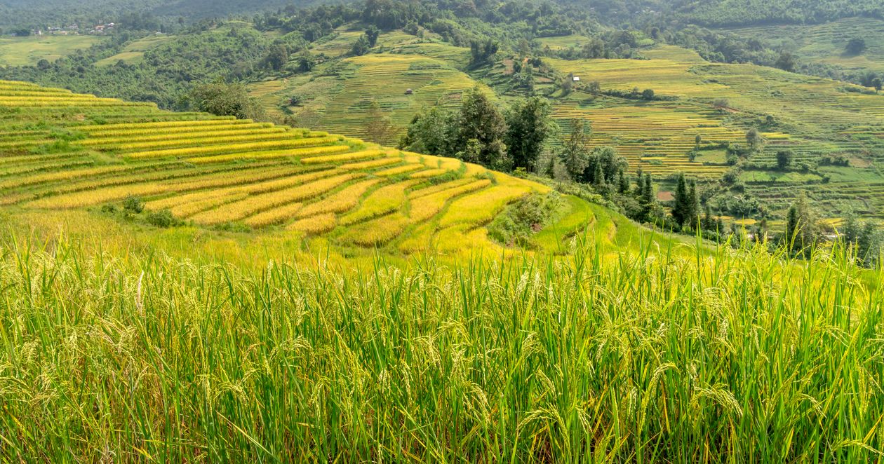 Lowland Rice Terraces Photo of Rice Terraces · Free Stock Photo