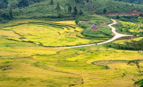Dirt Road Between Rice Fields