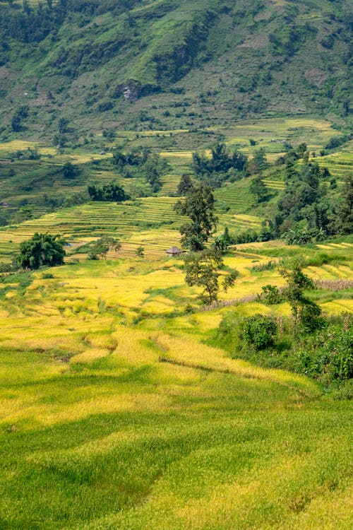 Foto profissional grátis de agricultura, área, árvores