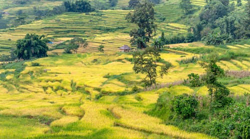 Trees and Rice Paddies on Mountainside