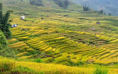 Terraced Rice Fields