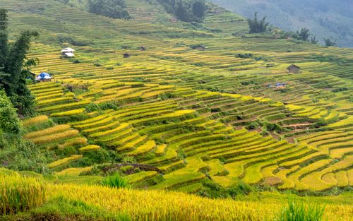 Free Lush terraced rice fields stretch across the hills in a vibrant rural landscape. Stock Photo