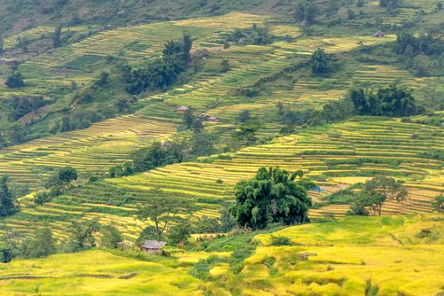 Free A breathtaking aerial shot of vibrant rice terraces in a rural countryside landscape. Stock Photo