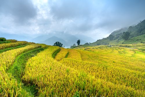 Free Stunning view of lush rice terraces with misty mountains in the background. Stock Photo
