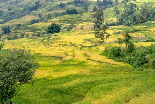 Green Rice Paddies on Mountainside