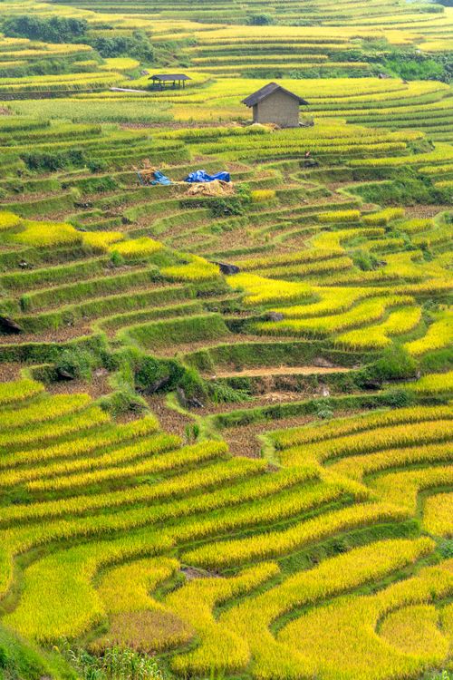 Free Stunning drone shot of lush green rice terraces and a solitary hut in the countryside. Stock Photo