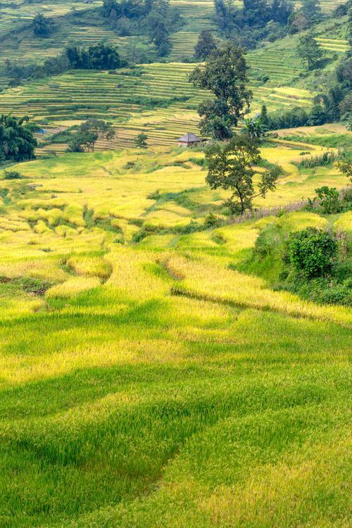 Free Scenic view of lush green and yellow rice terraces in rural countryside landscape. Stock Photo