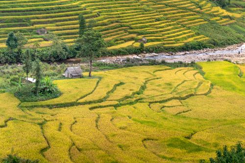 Free Aerial view of lush rice terraces with a river flowing through a rural landscape. Stock Photo