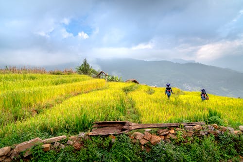 Farmers Walking on Rice Field