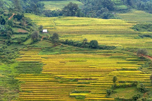 农业领域, 天性, 水稻梯田 的 免费素材图片