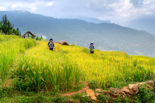 Farmers Working in the Fields