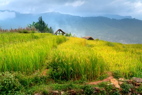 Free Scenic view of a verdant rice field set against misty mountains and a cloudy sky. Stock Photo
