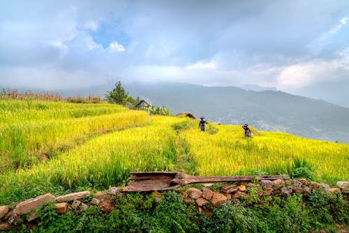 Two People on the Rice Field under the Cloudy Sky